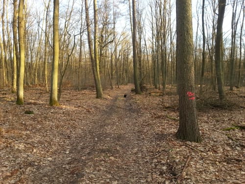 Prieros - Frauensee - Schmöldesee