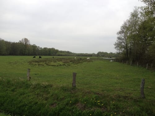 Aamsveen Gele Wandelroute