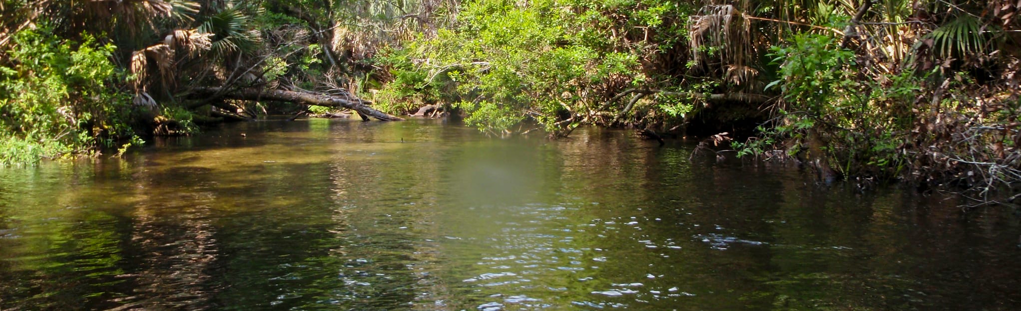 Juniper Springs Run Kayak 67 Reviews - EyJidWNrZXQiOiJhc3NldHMuYWxsdHJhaWxzLmNvbSIsImtleSI6InVwbG9hZHMvcGhvdG8vaW1hZ2UvMTcyMjQ0NTAvNWQyMzRlYThlMzk1NjUyYjdiYjRkMGQxYjViODRmM2MuanBnIiwiZWRpdHMiOnsidG9Gb3JtYXQiOiJqcGVnIiwicmVzaXplIjp7IndpZHRoIjoyMDQ0LCJoZWlnaHQiOjYyNCwiZml0IjoiY292ZXIifSwicm90YXRlIjpudWxsLCJqcGVnIjp7InRyZWxsaXNRdWFudGlzYXRpb24iOnRydWUsIm92ZXJzaG9vdERlcmluZ2luZyI6dHJ1ZSwib3B0aW1pc2VTY2FucyI6dHJ1ZSwicXVhbnRpc2F0aW9uVGFibGUiOjN9fX0=