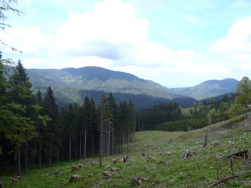 MTB-Trauchberg