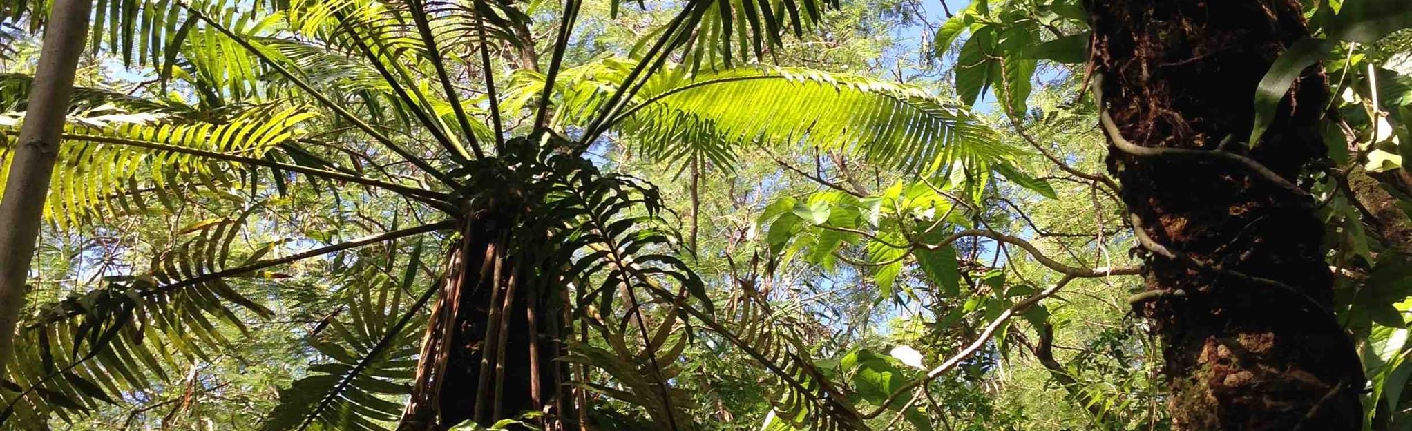 GCC Limestone Forest Trail, Guam - 7 Reviews, Map | AllTrails