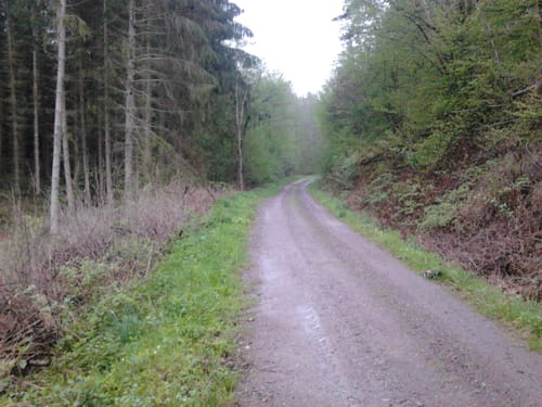 Sabershausen Rundweg entlang des Mühlbachs