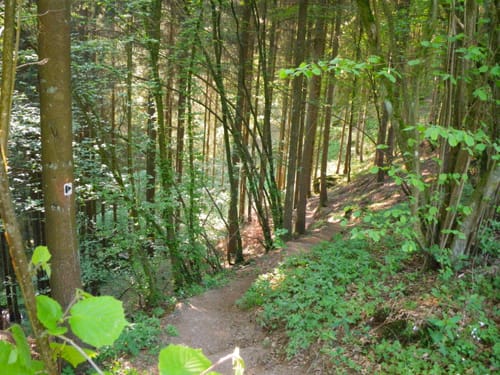 Eifelsteig Etappe 13: Himmerod - Bruch