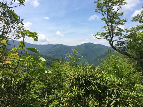 are dogs allowed in joyce kilmer memorial forest