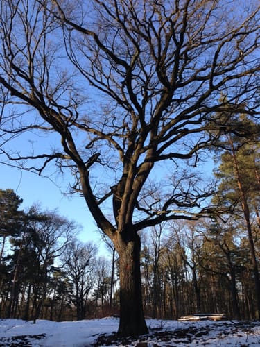 Hüttenweg Runde im Grunewald