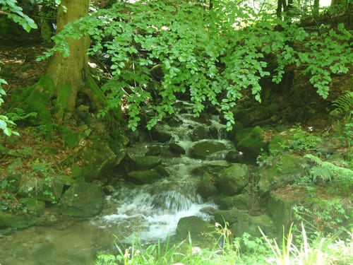 Durch das Bühlertal und um den Mummelsee