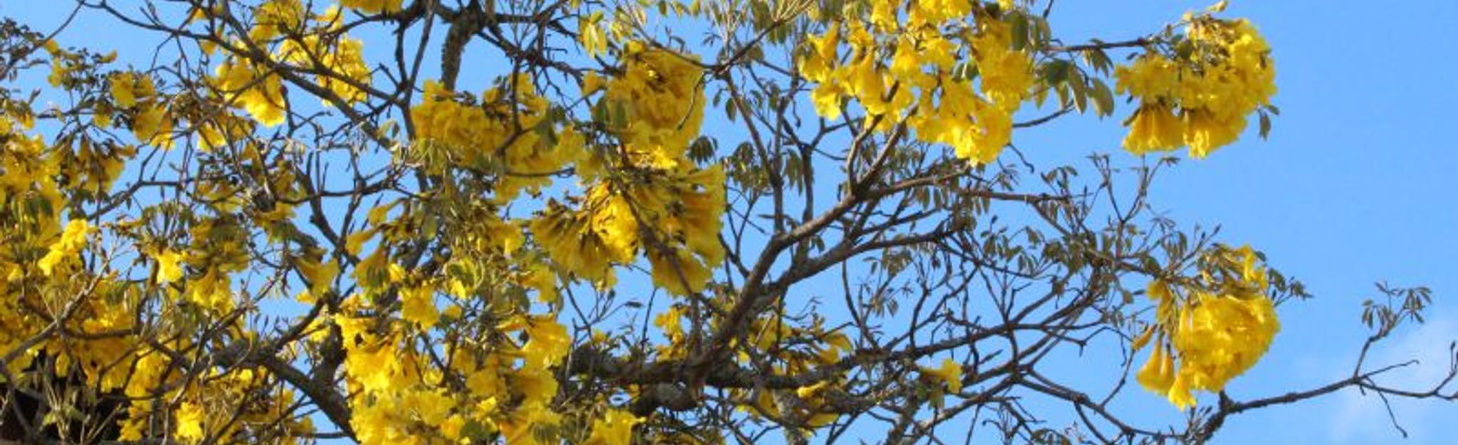 Circuito Tapes, Rio Grande do Sul, Brazil Map, Guide AllTrails