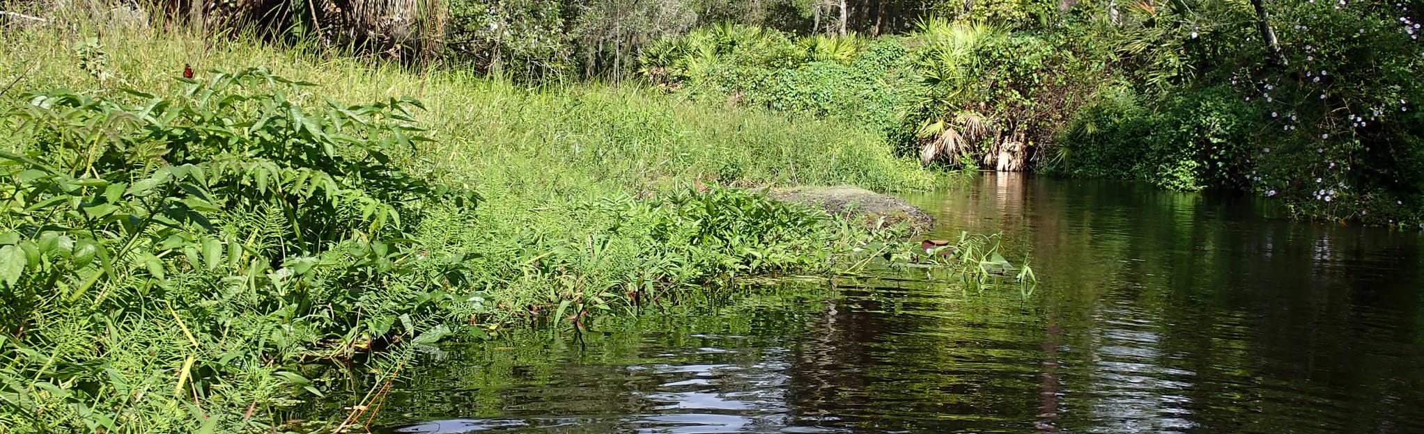 Paula Dockery Loop, Florida 43 Reviews, Map AllTrails