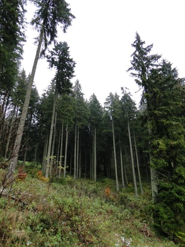 Furtwangen - Escheck