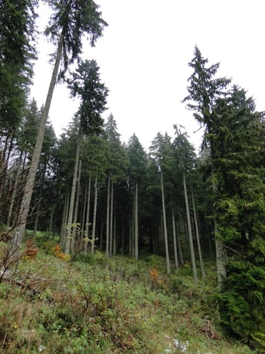 Furtwangen - Escheck