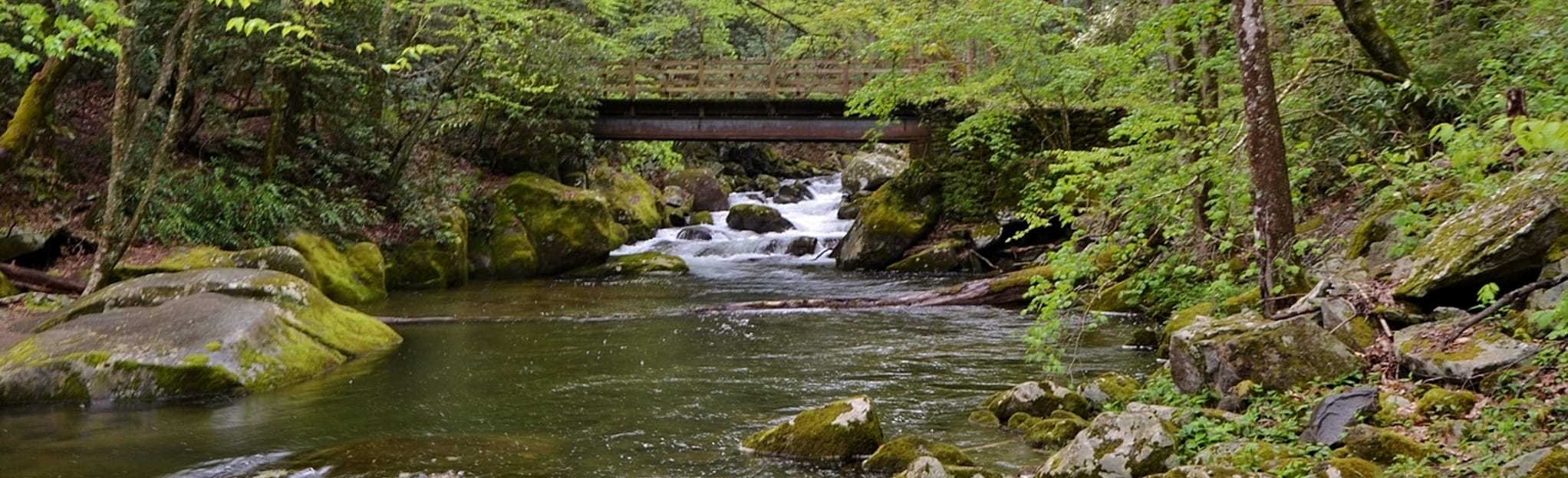 Big Creek and Mt Sterling Loop 32 Reviews, Map North Carolina AllTrails