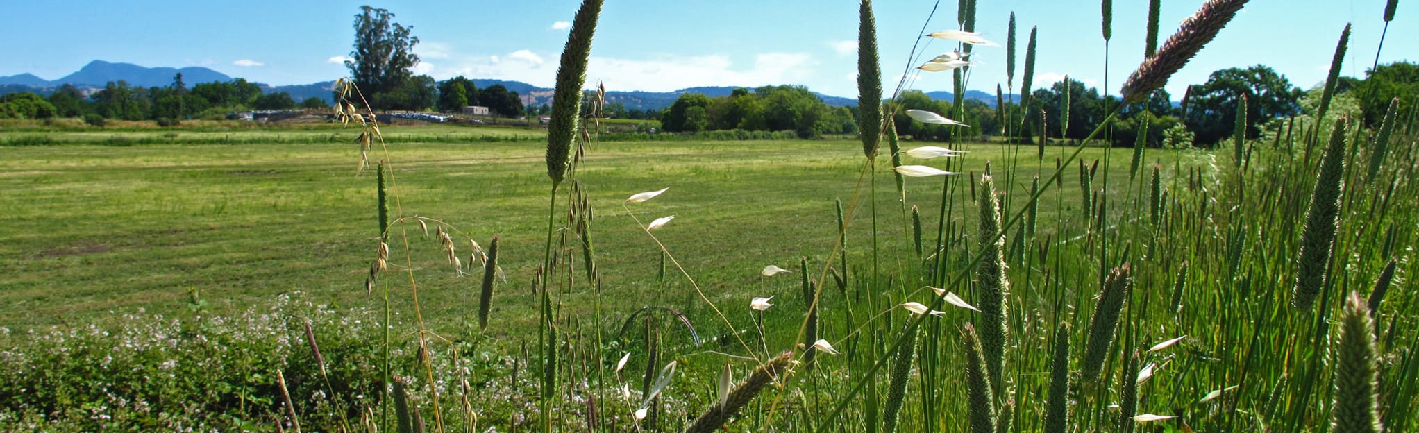 Santa Rosa Creek Trail Willowside Road to Fulton Road , California