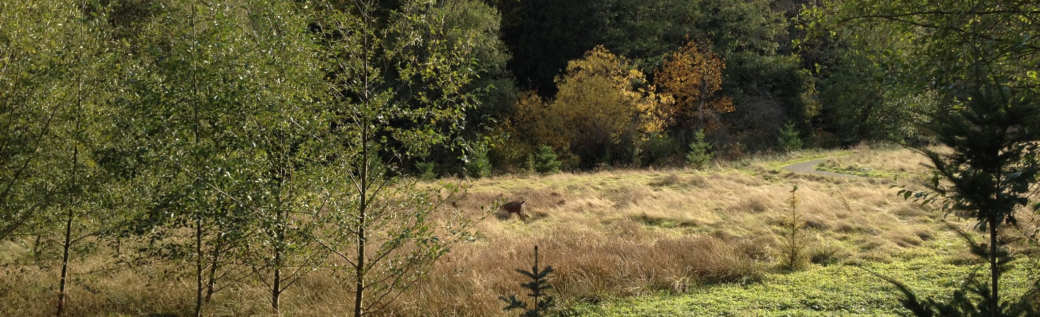 Lakemont Highlights Loop Trail, Washington 67 Reviews, Map AllTrails