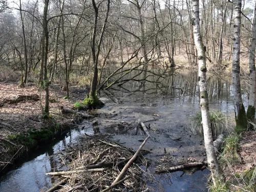 SukeGrassRoots　FOREST Schuitwater Swamp Forest Red Trail, Limburg, Netherlands - 4