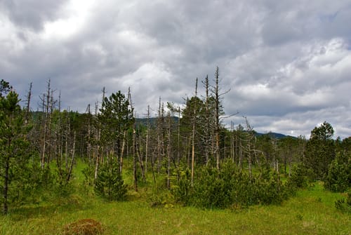Hinterzarten und Ravennaschlucht