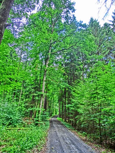 Von der Mühbachquelle auf den Spitzelberg