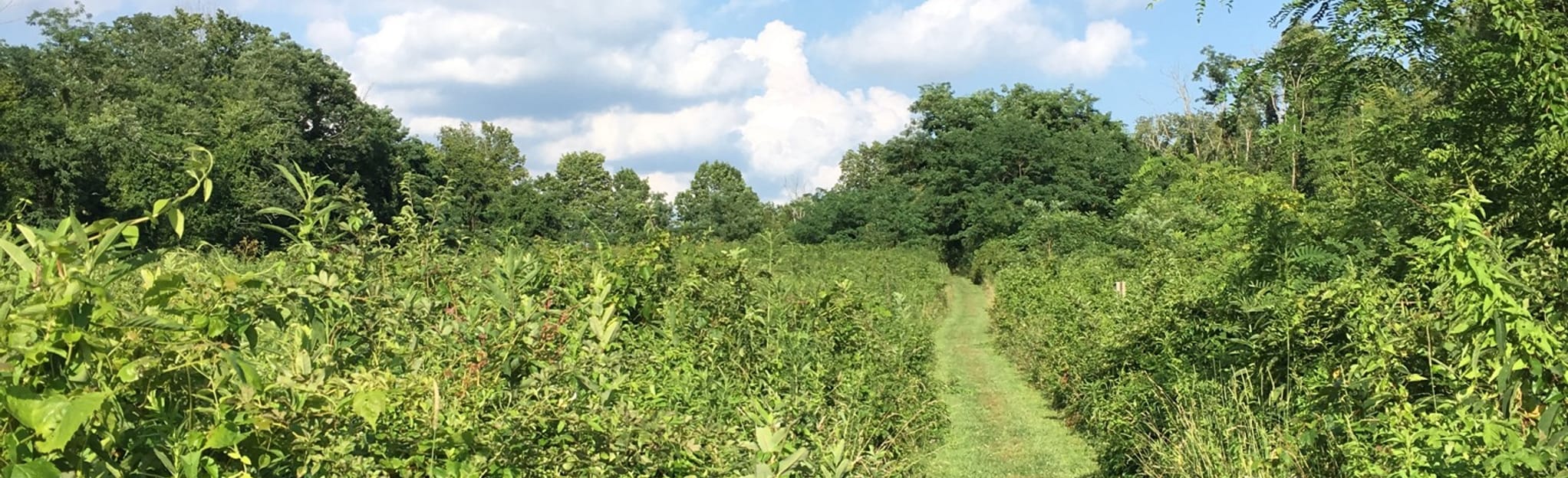 Trout Lily Trail, Ohio 591 Reviews, Map AllTrails