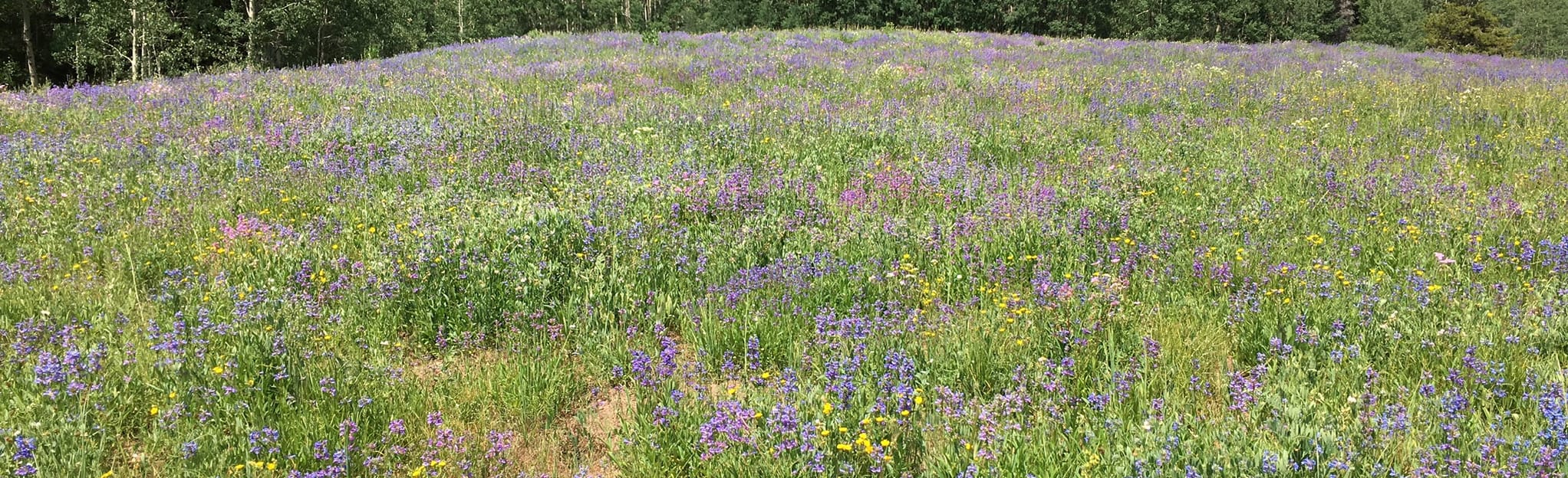 Soapstone Trail Map, Guide Utah AllTrails