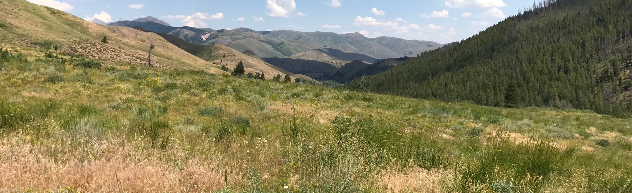 Adams Gulch Area Trails, Idaho 568 Reviews, Map AllTrails