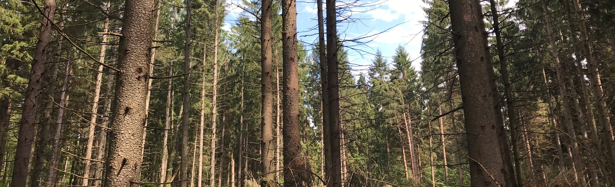 Labrador Hollow to Heiberg Memorial Forest via Skyline Trail 167