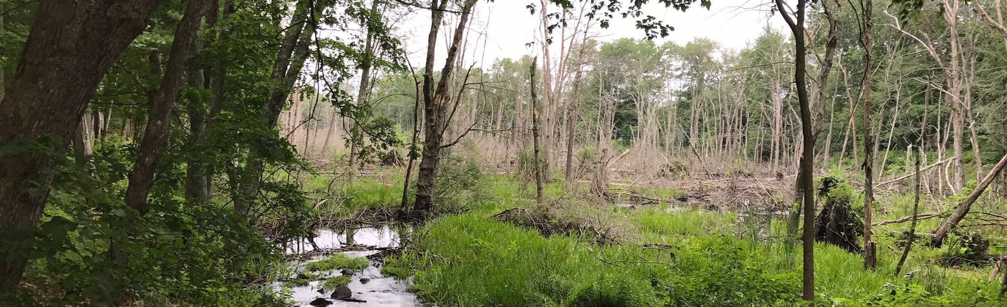 Diamond Hill Warner Trail Loop Map, Guide Rhode Island AllTrails