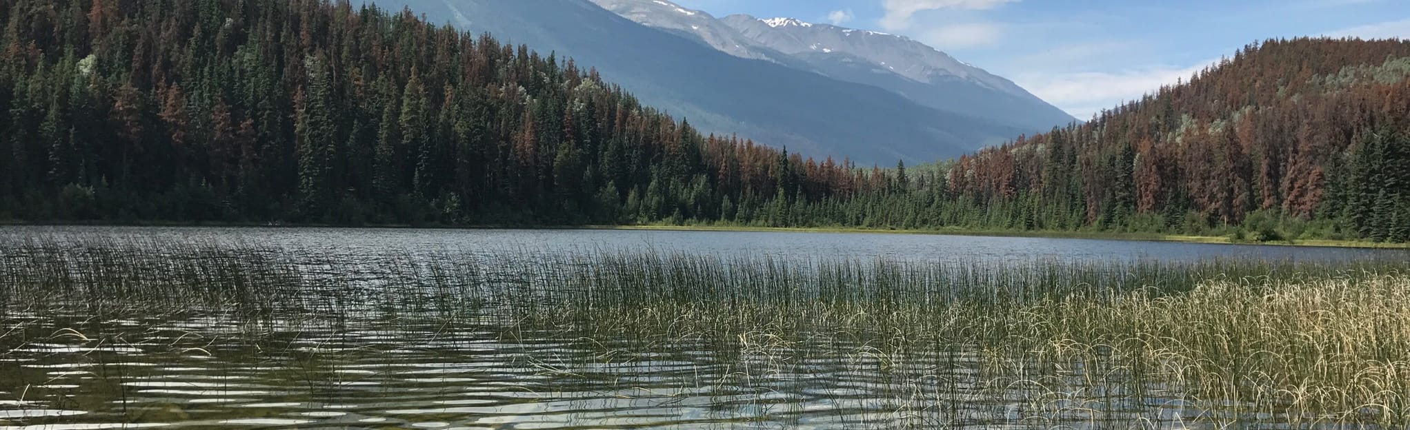 Minnow Lake trail, Alberta, Canada 20 Reviews, Map AllTrails