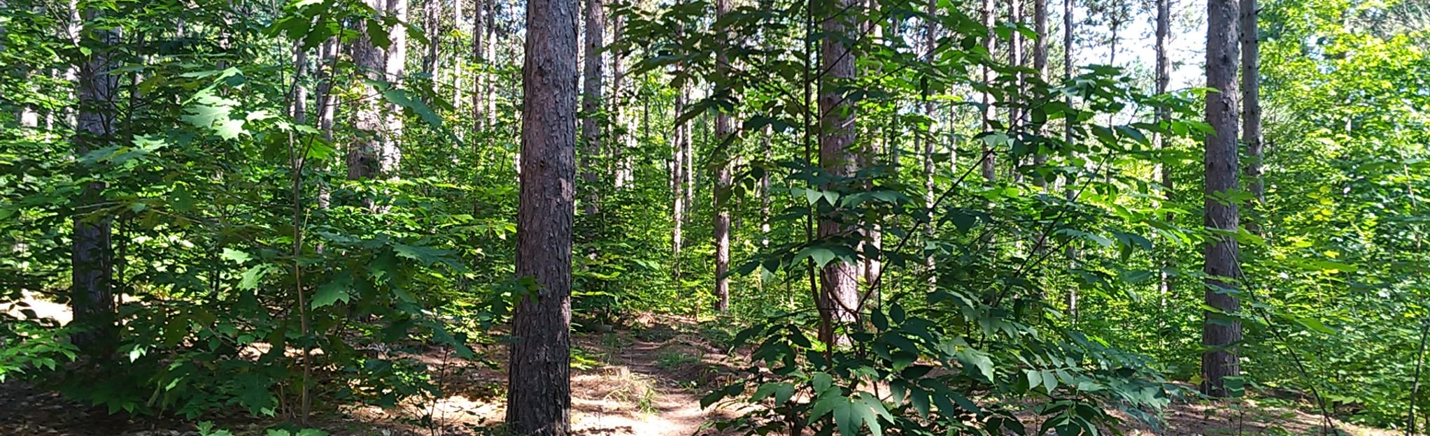 Dufferin Forest Trail 225 Reviews, Map Ontario, Canada AllTrails