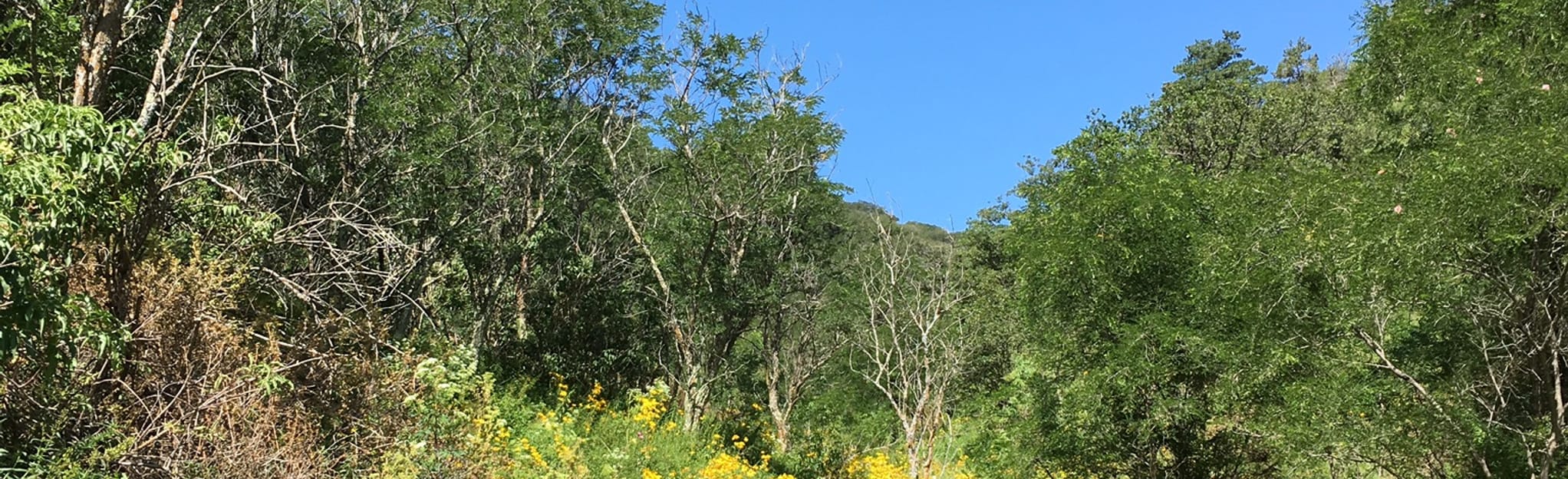 Nogal Canyon Trail 47 Reviews, Map New Mexico AllTrails