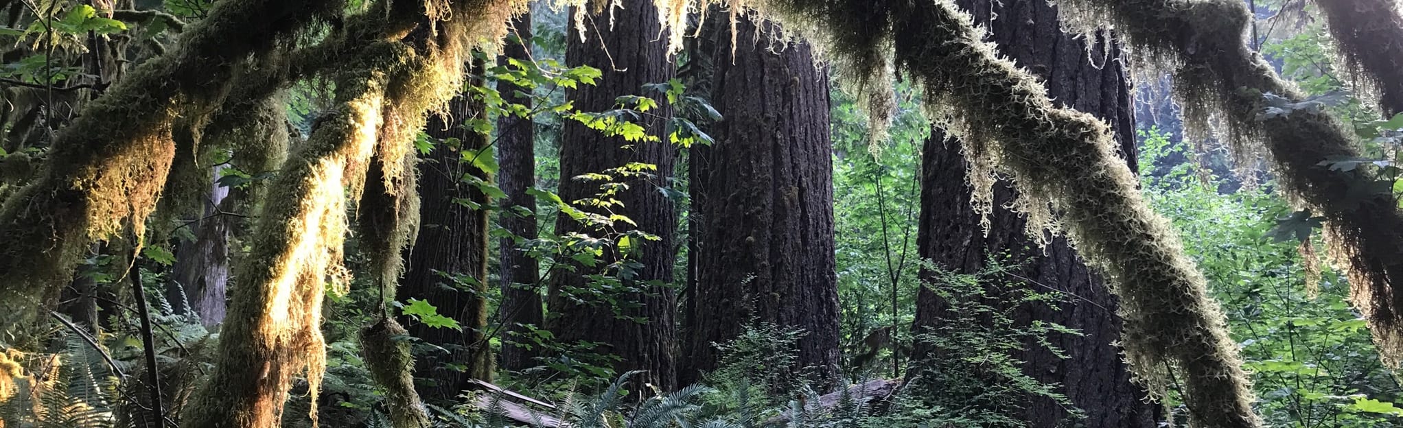 Evergreen Trail 640 fotos Washington AllTrails