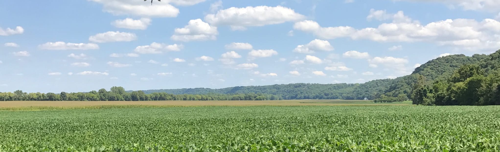 Salt Lick and Johnson Trail Loop 1533 Reviews, Map Illinois AllTrails