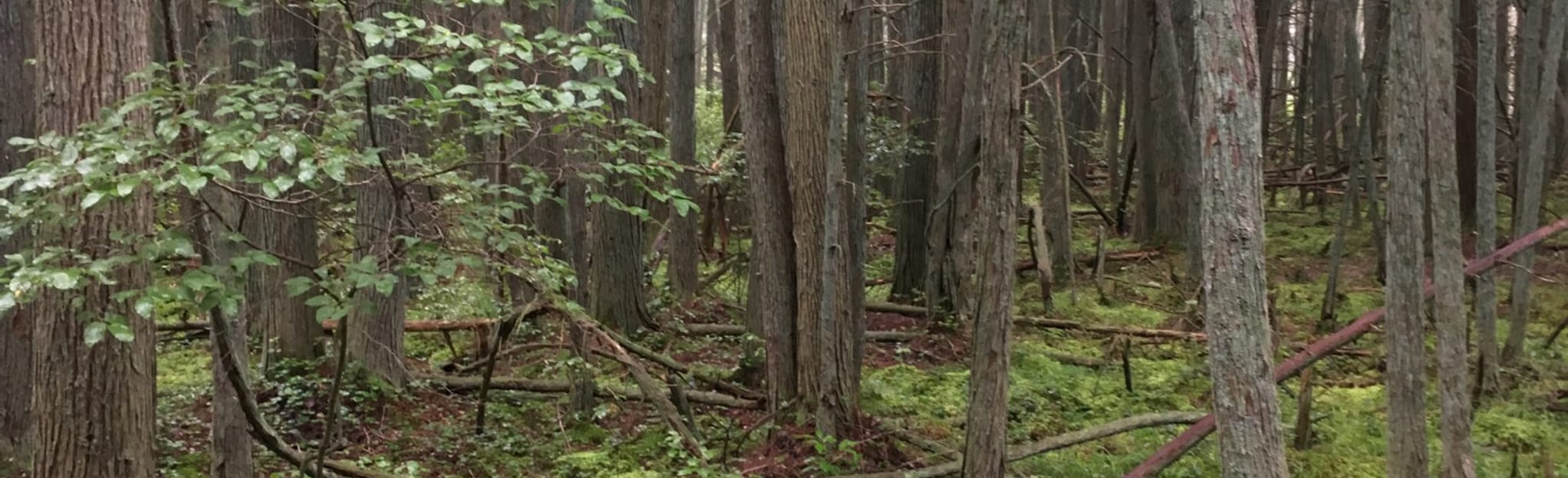 Mount Misery Trail Map, Guide New Jersey AllTrails