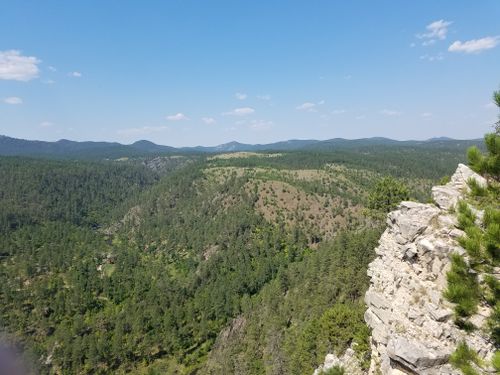 are dogs allowed in black hills national forest