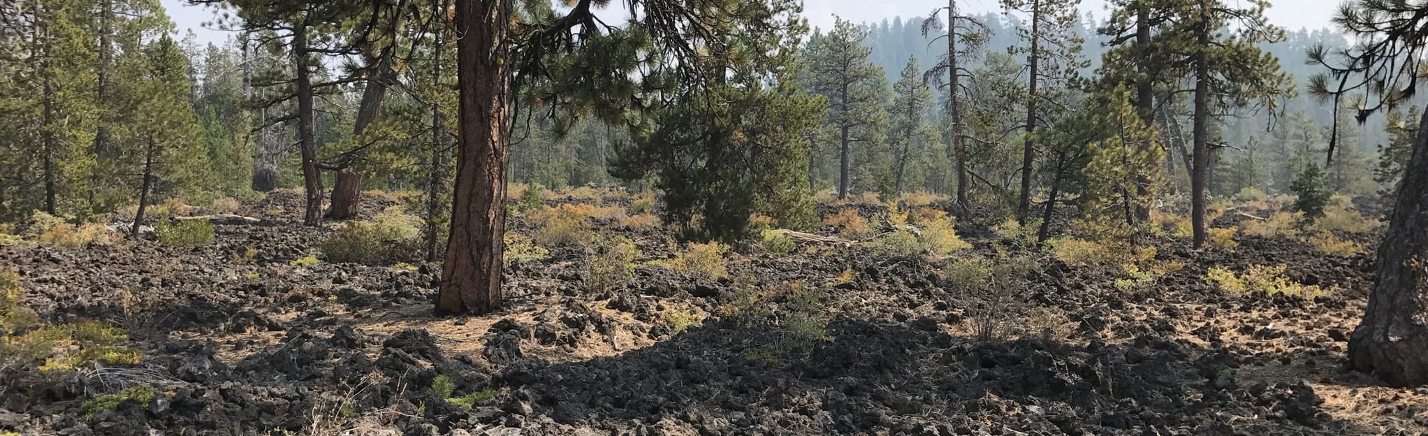 Lava Cast Forest, Oregon - 193 Reviews, Map | AllTrails