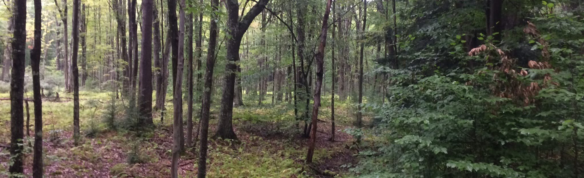 Hammersley Fork Via Elkhorn Trail, Pennsylvania 35 Reviews, Map