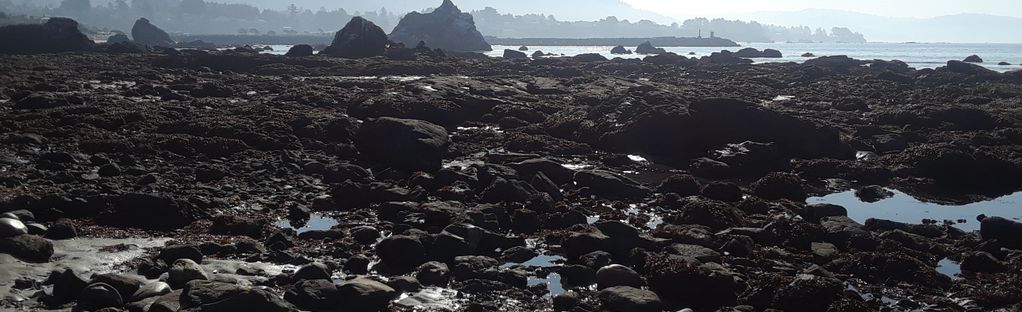 are dogs allowed at north jetty