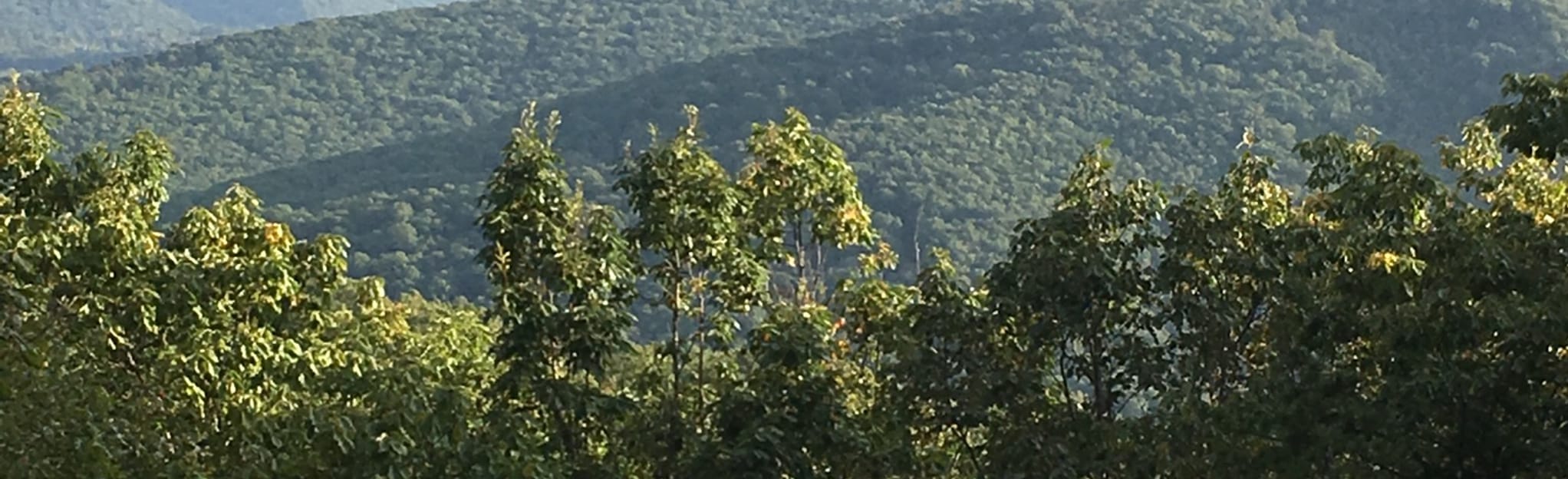 Lick Mountain Boundary Trail 103 Reviews, Map Virginia AllTrails