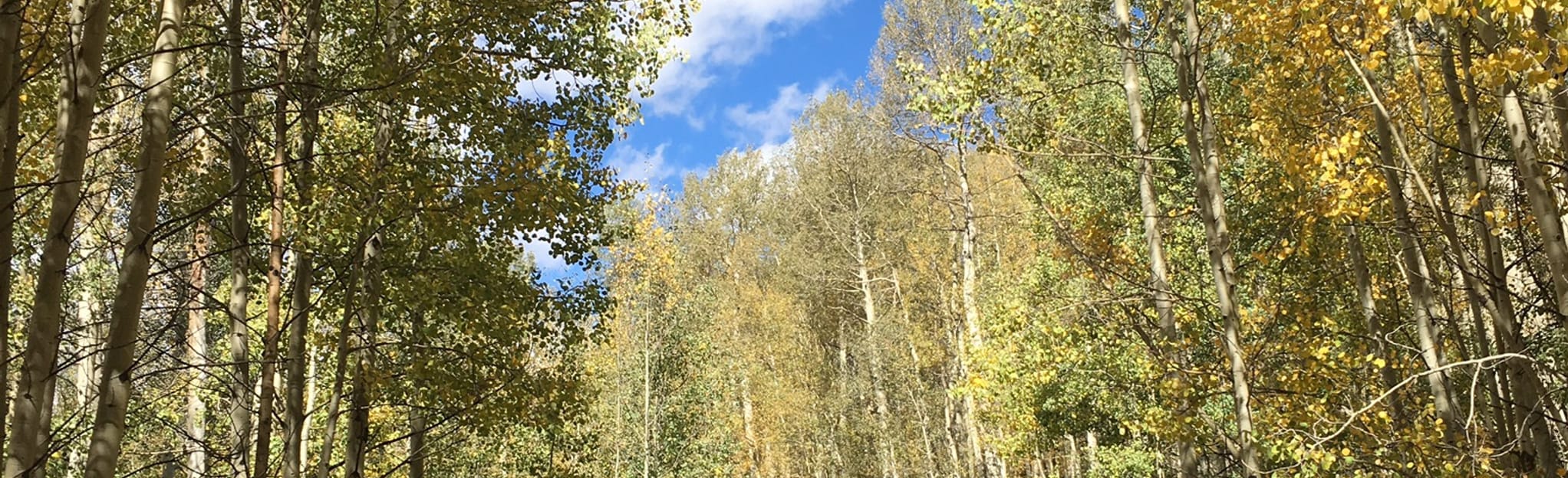 Aspen Loop OHV Trail 27 Reviews - EyJidWNrZXQiOiJhc3NldHMuYWxsdHJhaWxzLmNvbSIsImtleSI6InVwbG9hZHMvcGhvdG8vaW1hZ2UvMTk3NDcyOTUvYjlhNjRhZWI0ODUzMjhlNGQ5NTFhYmY4OTM3NzdmODQuanBnIiwiZWRpdHMiOnsidG9Gb3JtYXQiOiJqcGVnIiwicmVzaXplIjp7IndpZHRoIjoyMDQ0LCJoZWlnaHQiOjYyNCwiZml0IjoiY292ZXIifSwicm90YXRlIjpudWxsLCJqcGVnIjp7InRyZWxsaXNRdWFudGlzYXRpb24iOnRydWUsIm92ZXJzaG9vdERlcmluZ2luZyI6dHJ1ZSwib3B0aW1pc2VTY2FucyI6dHJ1ZSwicXVhbnRpc2F0aW9uVGFibGUiOjN9fX0=