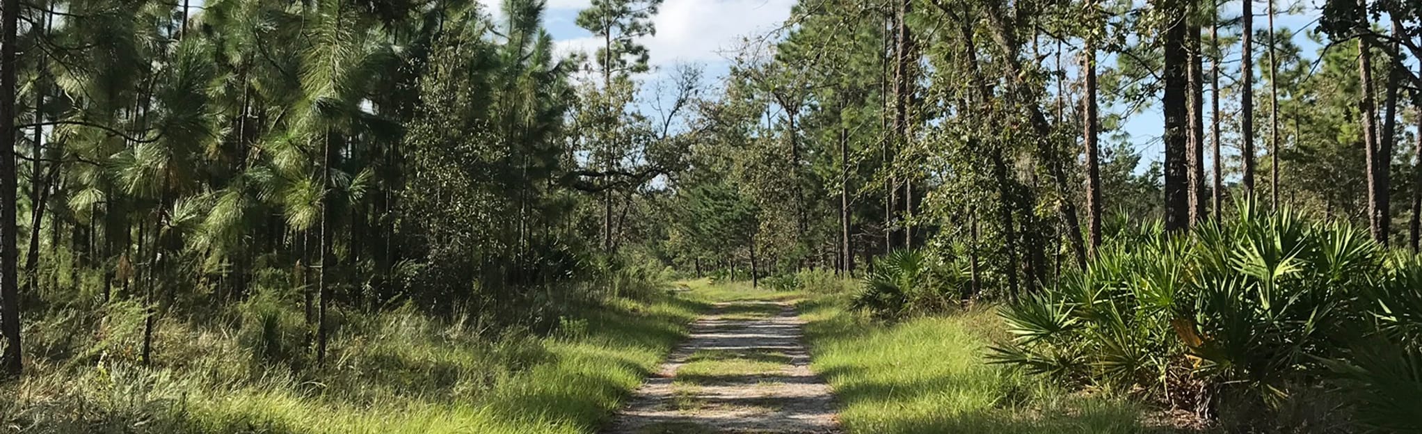 Julington Durbin Creek Preserve Yellow and White Loop Florida AllTrails