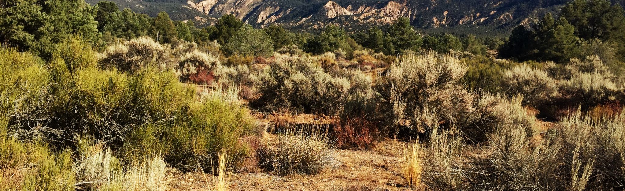 Quatal Canyon OHV Trail: 36 fotos - California | AllTrails