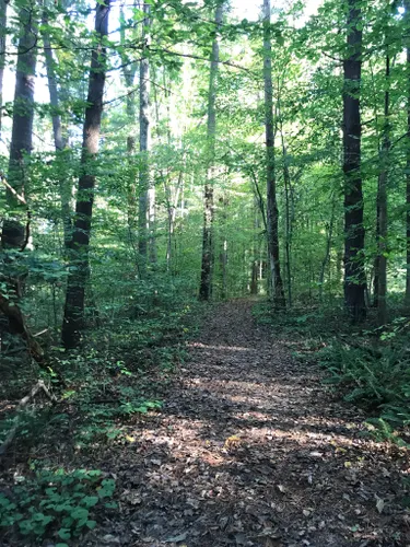 10 Best Hikes and Trails in McCormicks Creek State Park | AllTrails