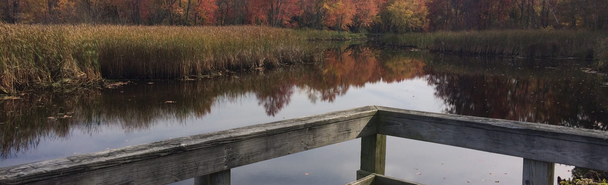 Black Pond Wildlife Management Area Trail 15 Reviews, Map New York