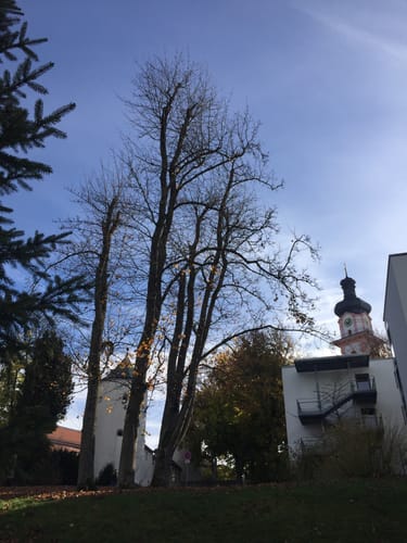 Durch den Schlosspark in Laupheim