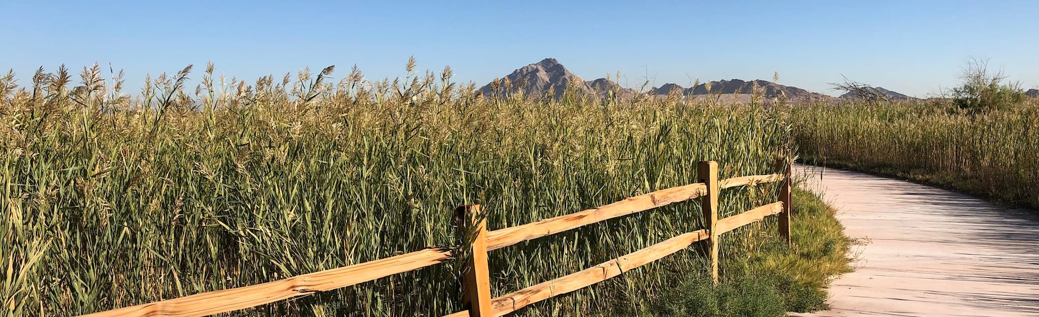 Wetlands Duck Creek, Coyote Howl, and Quail Run Trail, Nevada 274