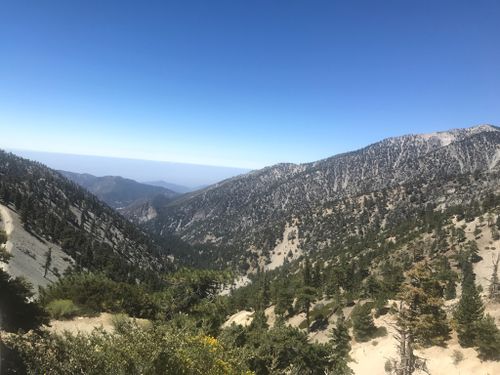 are dogs allowed in angelenos forest