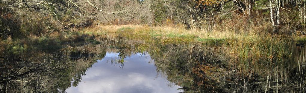 dnrt destruction brook woods