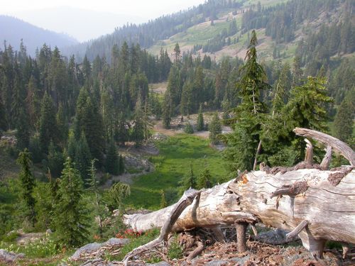 are dogs allowed at klamath national forest