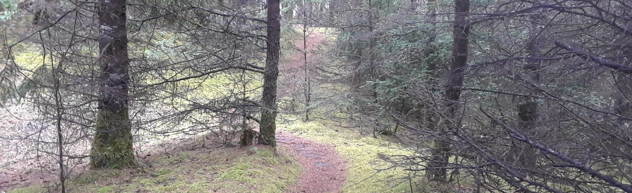 AllTrails Pistol River Dunes Trail to Lola Lake Trail 12 Reviews