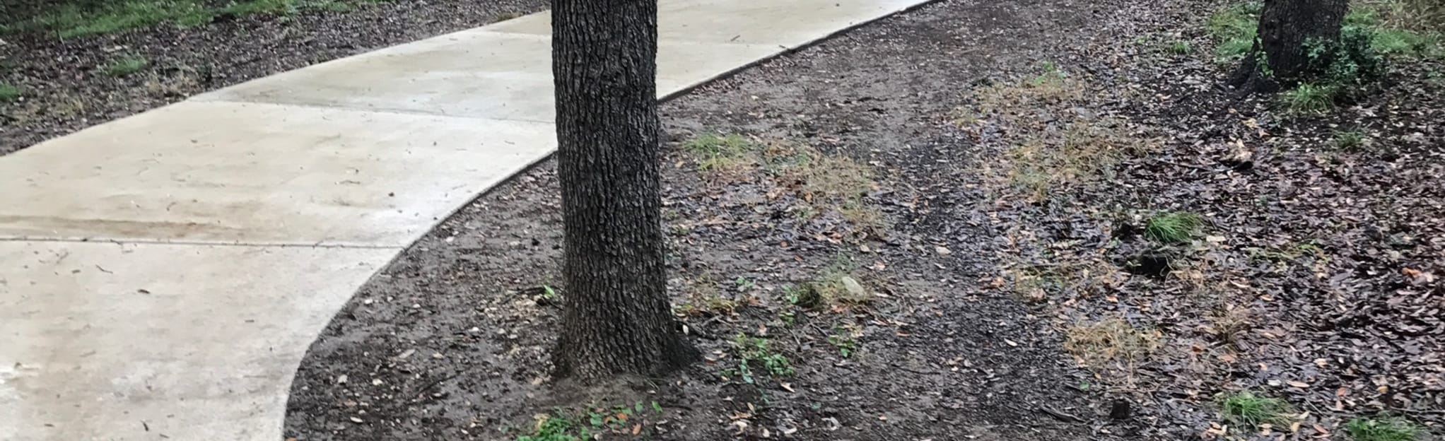 Bluff Trail and Old Tower Climb Trail Loop Map, Guide Texas AllTrails