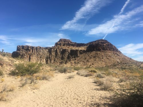 are dogs allowed in mojave national preserve