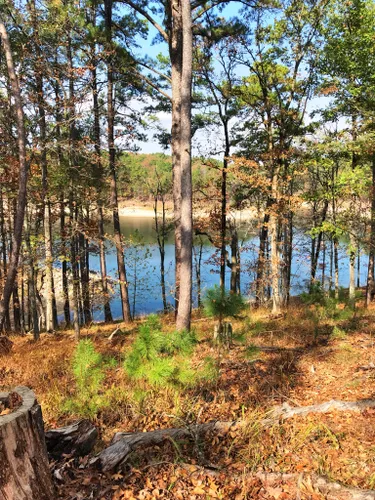 are dogs allowed in beavers bend state park